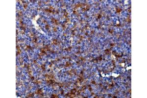 IHC analysis of Rad17 using anti-Rad17 antibody (ABIN7599188).