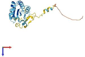 NXNL1 Protein (AA 1-212) (His tag)