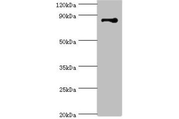 Striatin Antikörper  (AA 581-780)