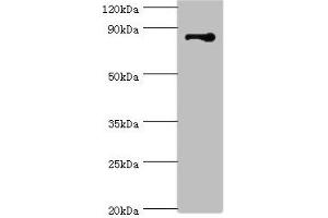 Western blot All lanes: STRN antibody at 3 μg/mL + NIH/3T3 whole cell lysate Secondary Goat polyclonal to rabbit IgG at 1/10000 dilution Predicted band size: 87, 81 kDa Observed band size: 87 kDa (Striatin Antikörper  (AA 581-780))