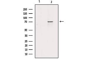 Western blot analysis of extracts from mouse kidney, using ZP1 Antibody. (ZP1 Antikörper  (Internal Region))