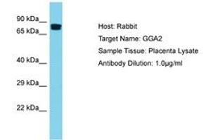 Image no. 1 for anti-Golgi-Associated, gamma Adaptin Ear Containing, ARF Binding Protein 2 (GGA2) (AA 154-203) antibody (ABIN6750505)