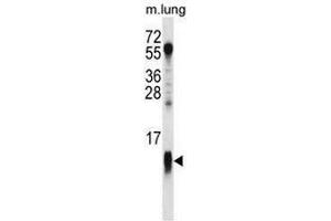 COX7A1 Antibody (Center) western blot analysis in mouse lung tissue lysates (35µg/lane). (Complex IV Subunit VIIa (AA 9-38), (Middle Region) Antikörper)