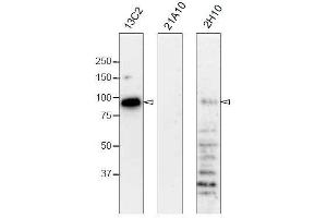 Western Blotting (WB) image for anti-Nucleoporin 98kDa (NUP98) (GLFG Motif), (N-Term) antibody (ABIN2452064) (NUP98 Antikörper  (GLFG Motif, N-Term))