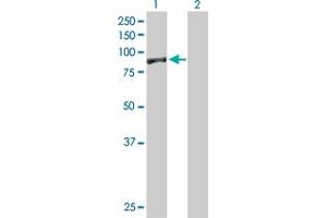 EXOC5 Antikörper  (AA 1-708)