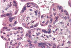 Human Placenta (formalin-fixed, paraffin-embedded) stained with SH3GLB1 antibody ABIN214475 at 2. (SH3GLB1 Antikörper  (C-Term))
