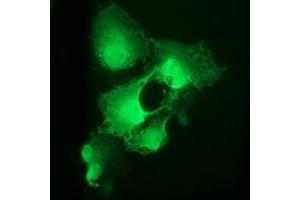 Anti-CDK2 mouse monoclonal antibody (ABIN2454601) immunofluorescent staining of COS7 cells transiently transfected by pCMV6-ENTRY CDK2 (RC200494). (CDK2 Antikörper)