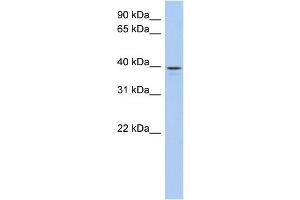 WB Suggested Anti-LIX1L Antibody Titration: 0. (LIX1L Antikörper  (N-Term))