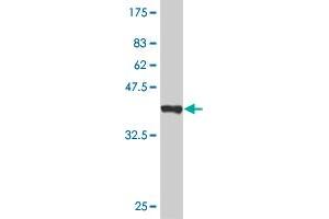 Western Blot detection against Immunogen (37 KDa) . (LHX4 Antikörper  (AA 291-390))