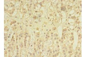 Immunohistochemistry of paraffin-embedded human adrenal gland tissue using ABIN7166148 at dilution of 1:100 (SPRY1 Antikörper  (AA 1-178))