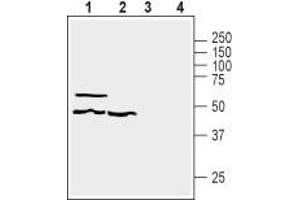 Western blot analysis of human HT-29 colorectal adenocarcinoma (lanes 1 and 3) and human MEG-01 megakaryoblastic leukemia (lanes 2 and 4) cell line lysates: - 1,2 Anti-GPR39 (extracellular) Antibody (ABIN7043159, ABIN7044429 and ABIN7044430), (1:200). (GPR39 Antikörper  (3rd Extracellular Loop))