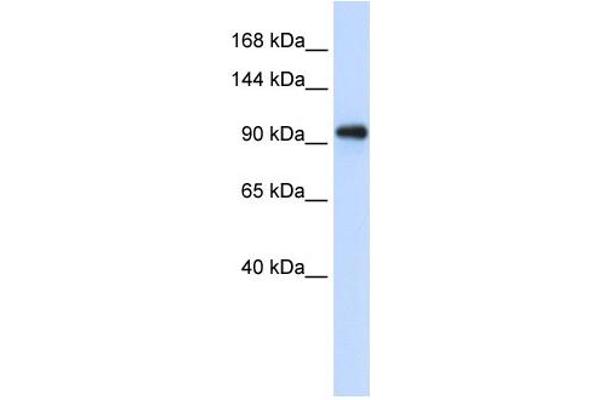 EXOSC10 anticorps  (C-Term)