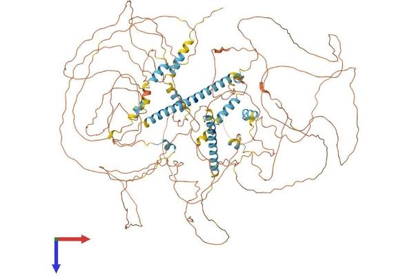 NRIP1 Protein (AA 1-1158) (His tag)