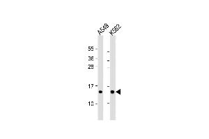 All lanes : Anti-RPS15A Antibody (N-term) at 1:1000 dilution Lane 1: A549 whole cell lysate Lane 2: K562 whole cell lysate Lysates/proteins at 20 μg per lane.