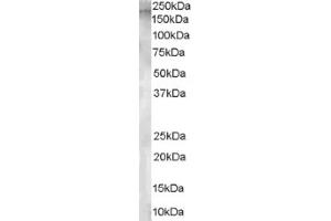 Image no. 1 for anti-Glutamyl Aminopeptidase (Aminopeptidase A) (ENPEP) (Internal Region) antibody (ABIN374574) (ENPEP Antikörper  (Internal Region))