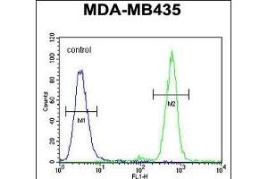 TT1 Antibody (C-term) 10831b flow cytometric analysis of MDA-M cells (right histogram) compared to a negative control cell (left histogram). (TAPT1 Antikörper  (C-Term))
