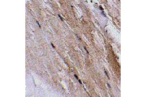 Immunohistochemistry of GBAS in mouse skeletal muscle tissue with GBAS polyclonal antibody  at 2. (GBAS Antikörper  (N-Term))