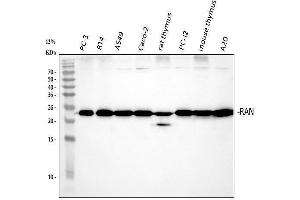 anti-RAN, Member RAS Oncogene Family (RAN) (AA 2-216) antibody