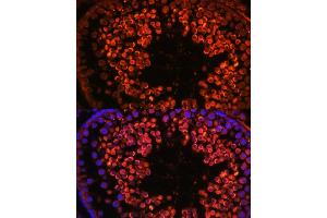 Immunofluorescence analysis of rat testis using UBQLN3 antibody (ABIN7271123) at dilution of 1:100. (Ubiquilin 3 Antikörper  (AA 306-620))