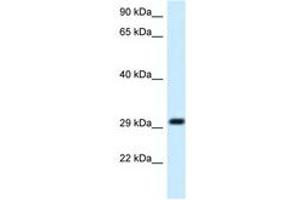 Image no. 1 for anti-Mitochondrial Ribosomal Protein L19 (MRPL19) (C-Term) antibody (ABIN6747692) (MRPL19 Antikörper  (C-Term))