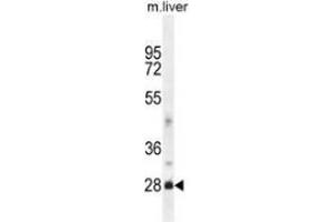 Western blot analysis in mouse liver tissue lysates (35ug/lane) using DNAJB8  Antibody (N-term). (DNAJB8 Antikörper  (N-Term))