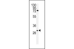 Claudin 12 Antikörper  (N-Term)