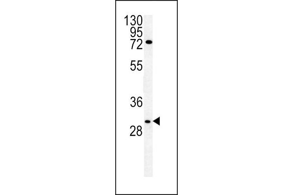 Claudin 12 Antikörper  (N-Term)