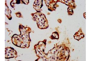 IHC image of ABIN7163932 diluted at 1:300 and staining in paraffin-embedded human placenta tissue performed on a Leica BondTM system.