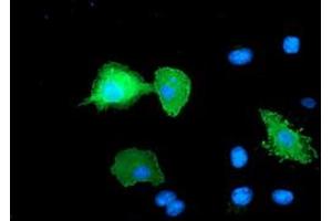 Anti-ERBB2 mouse monoclonal antibody (ABIN2455003) immunofluorescent staining of COS7 cells transiently transfected by pCMV6-ENTRY ERBB2 (RC212583).