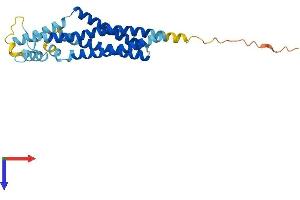 TSPAN32 Protein (AA 1-256) (His tag)
