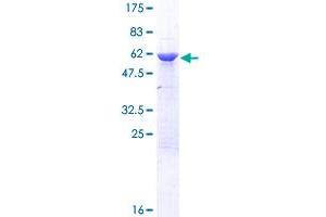 HNRNPC Protein (AA 1-250) (GST tag)