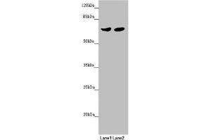 Western blot All lanes: RARS2 antibody at 2. (RARS2 Antikörper  (AA 17-340))