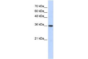 Western Blotting (WB) image for anti-Aldo-Keto Reductase Family 7, Member A3 (Aflatoxin Aldehyde Reductase) (AKR7A3) (Middle Region) antibody (ABIN2785904)