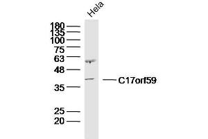 HeLa Cell lysates probed with C17orf59 Polyclonal Antibody, unconjugated  at 1:300 overnight at 4°C followed by a conjugated secondary antibody for 60 minutes at 37°C. (C17orf59 Antikörper)