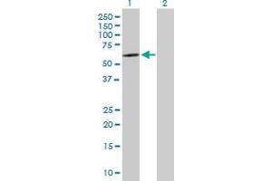 Western Blot analysis of SOX30 expression in transfected 293T cell line by SOX30 MaxPab polyclonal antibody.
