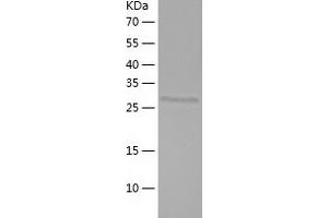 Western Blotting (WB) image for Apolipoprotein E (APOE) (AA 19-311) protein (His tag) (ABIN7121873) (APOE Protein (AA 19-311) (His tag))