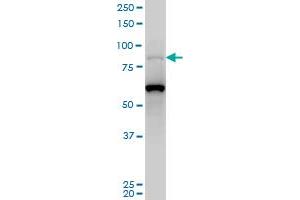 PCAF monoclonal antibody (M05), clone 5E8 Western Blot analysis of PCAF expression in Hela S3 NE . (KAT2B Antikörper  (AA 353-452))