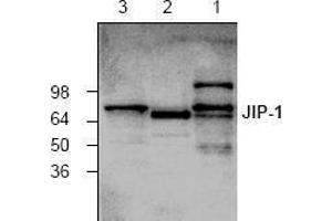 Image no. 1 for anti-Mitogen-Activated Protein Kinase 8 Interacting Protein 1 (MAPK8IP1) antibody (ABIN127294) (MAPK8IP1 Antikörper)