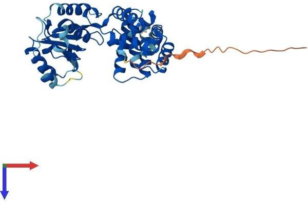 RFC2 Protein (AA 1-349) (His tag)
