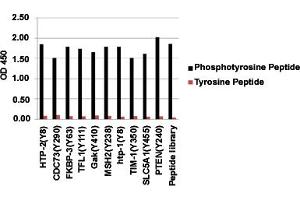 ELISA analysis of various phosphotyrosine peptides and corresponding non-phosphorylated peptides with Phosphotyrosine monoclonal antibody, clone E10 . (Phosphotyrosine Antikörper)