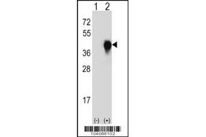 Western blot analysis of PLAUR using rabbit polyclonal PLAUR Antibody (W151) using 293 cell lysates (2 ug/lane) either nontransfected (Lane 1) or transiently transfected (Lane 2) with the PLAUR gene. (PLAU Antikörper  (AA 136-166))