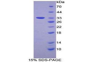 SDS-PAGE (SDS) image for FOS-Like Antigen 1 (FOSL1) (AA 1-271) protein (His tag) (ABIN2124870) (FOSL1 Protein (AA 1-271) (His tag))