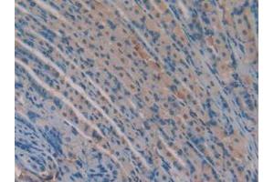 IHC-P analysis of Mouse Stomach Tissue, with DAB staining. (Versican Antikörper  (AA 3058-3299))