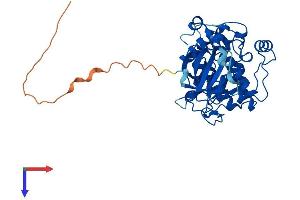 PRKX Protein (AA 1-355) (His tag)
