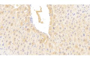 Detection of CYP2E1 in Mouse Liver Tissue using Polyclonal Antibody to Cytochrome P450 2E1 (CYP2E1) (CYP2E1 Antikörper  (AA 34-273))