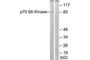 Western blot analysis of extracts from 293 cells, using p70 S6 Kinase (Ab-427) Antibody. (RPS6KB1 Antikörper  (AA 393-442))
