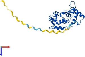 MYL4 Protein (AA 1-197) (His tag)