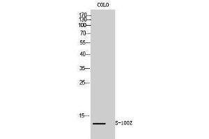 Western Blotting (WB) image for anti-S100 Calcium Binding Protein Z (S100Z) (N-Term) antibody (ABIN3177328) (S100Z Antikörper  (N-Term))
