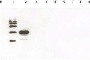 Western blot using anti-Yeast ULP-1 antibody was used to confirm the specificity of the antibody. (ULP1 Antikörper)