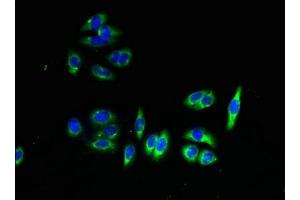 Immunofluorescent analysis of HepG2 cells using ABIN7159332 at dilution of 1:100 and Alexa Fluor 488-congugated AffiniPure Goat Anti-Rabbit IgG(H+L) (PAQR7 Antikörper  (AA 1-72))